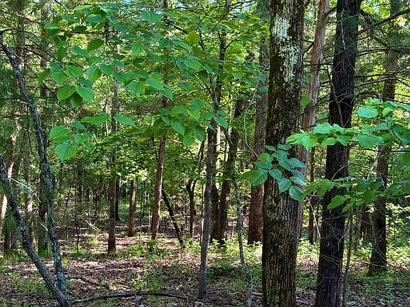 5th image of Lots 40 & Cedar Lane #41