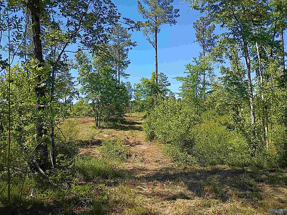 4th image of TRACT-12C Thirteen County Rd #711