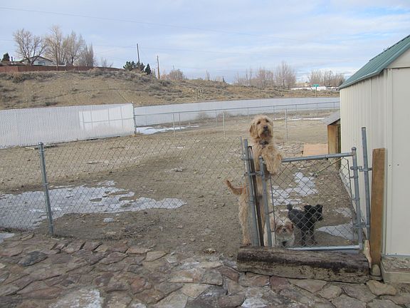 Separate Dog Area