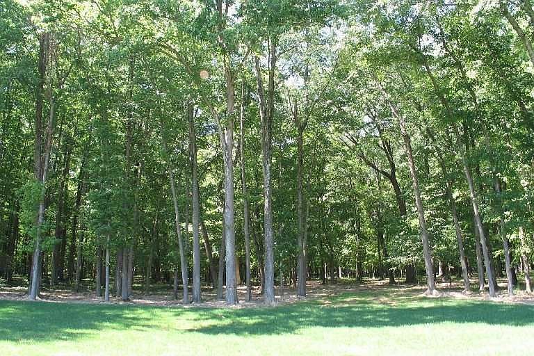 Wooded seclusion