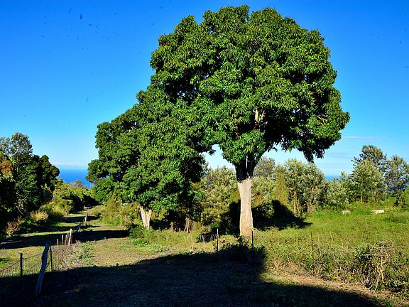 4th image of 89-721 Aina Lani Pl
