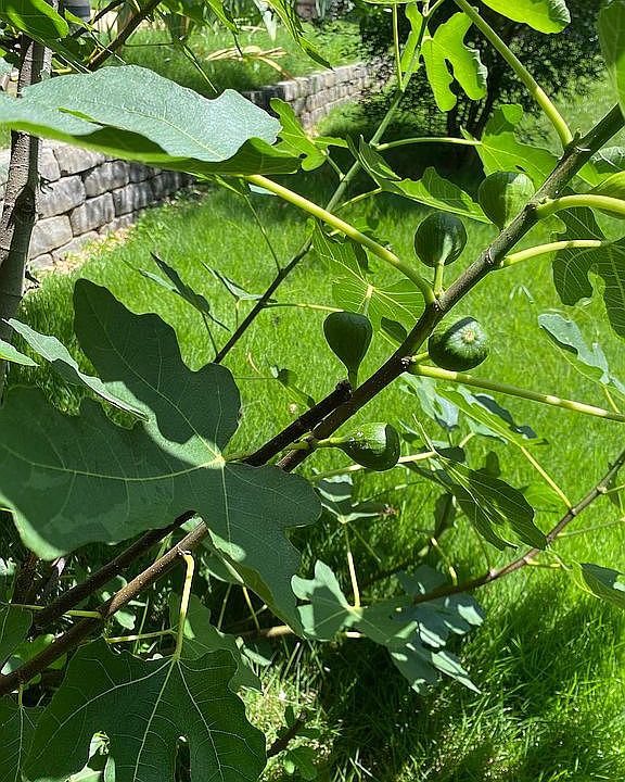 Fig Trees