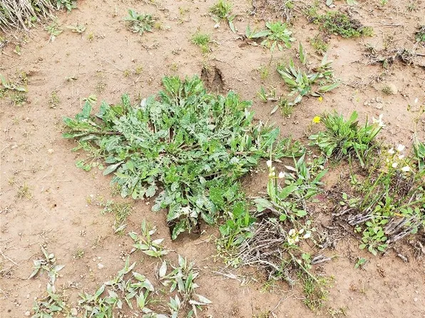 LOT 4 Fm 1651, Canton, TX 75103