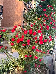 Rented by Voro NYC