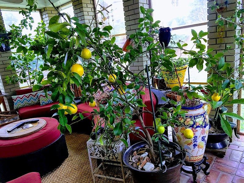 Back Patio
