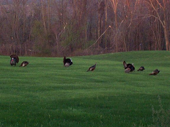 wild turkeys in yard