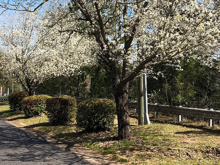 Beautiful trees