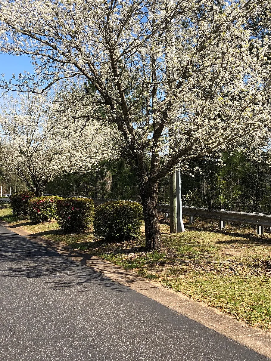Beautiful trees - Pleasanton Hills