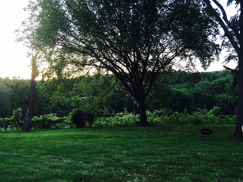 Back Yard 2018