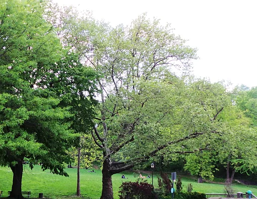 Rented by Perry Associates NYC Inc | media 16