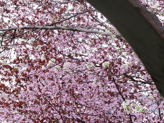 Pink blossoms in the front yard
