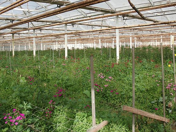 18 acre 4990 Foothill 2