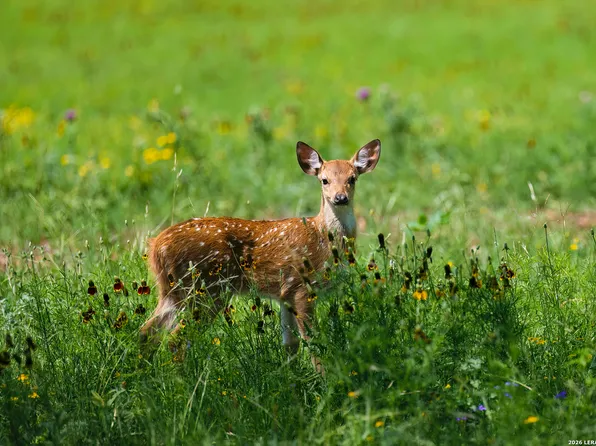 000 Clearwater Ranches 6 LOT 6, Comfort, TX 78013