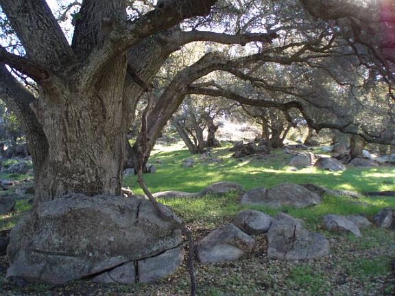 Ancient oak.