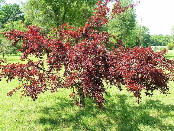 Beautiful Plum Tree