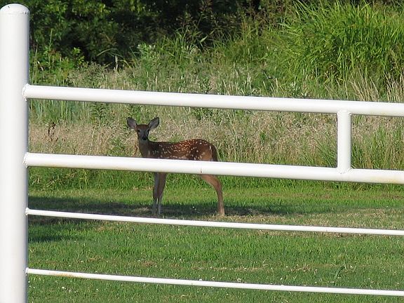 Just outside our yard