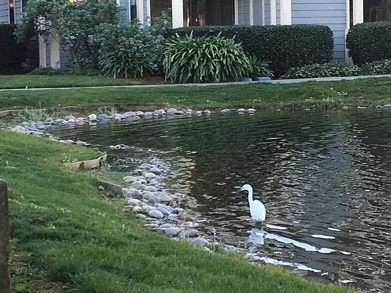 Pond and Lawn