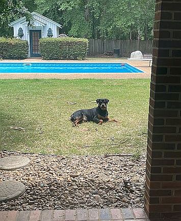 From back patio to back yard