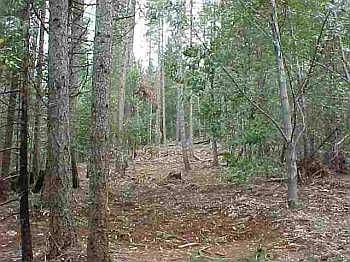 2nd image of 6 Stump Ranch Rd