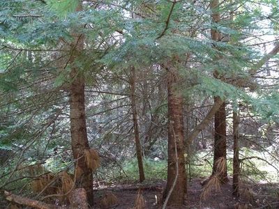 Xxx481319030 Deer Creek Rd, Chattaroy, WA, 99003