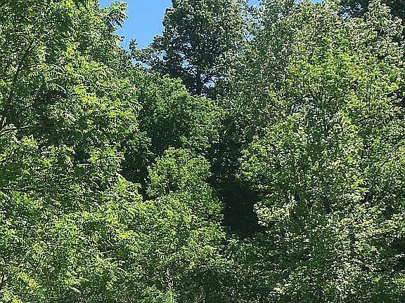 Cliff lined w ancient trees