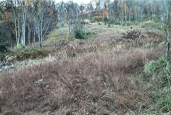 View of Land in Back of House