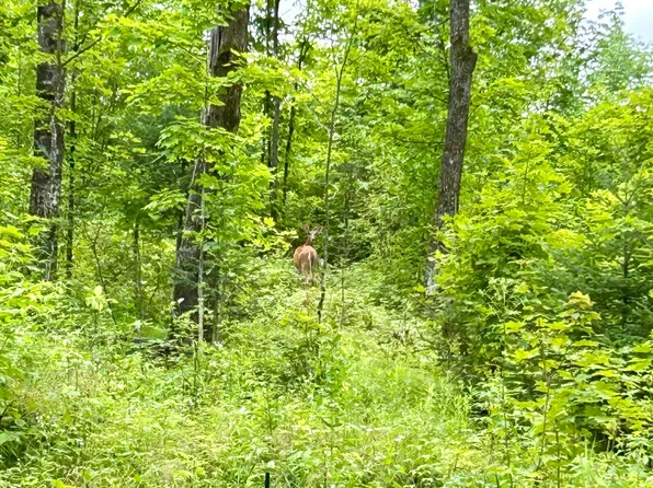 Bradley Lake Rd, Crandon, WI 54520