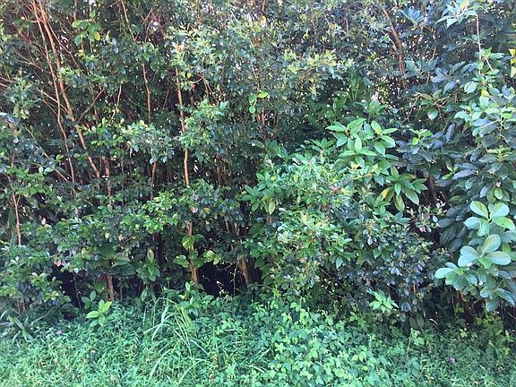 2nd image of LOT 715 Lot 715