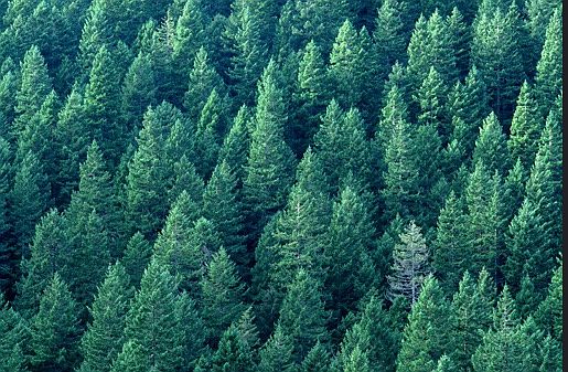 Wooded lot Sierra Natl