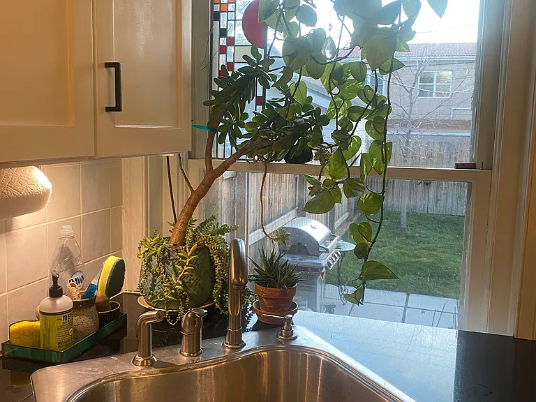 View from kitchen sink out to the backyard