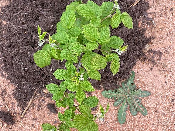 Raspberry plant 
