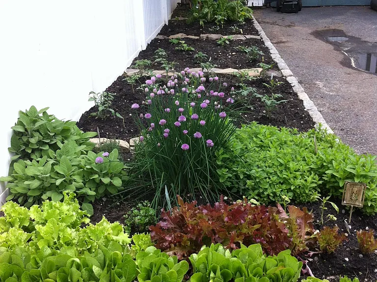 Fresh garden kept all summer. Tenant is more than welcome to fresh vegetables we grow every summer or to grow their own!
