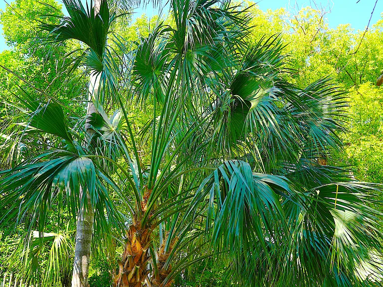 Back yard palm trees