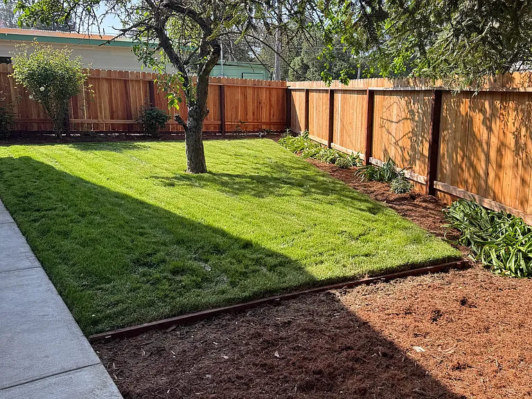 yard from under redwood and roses about to be in bloom