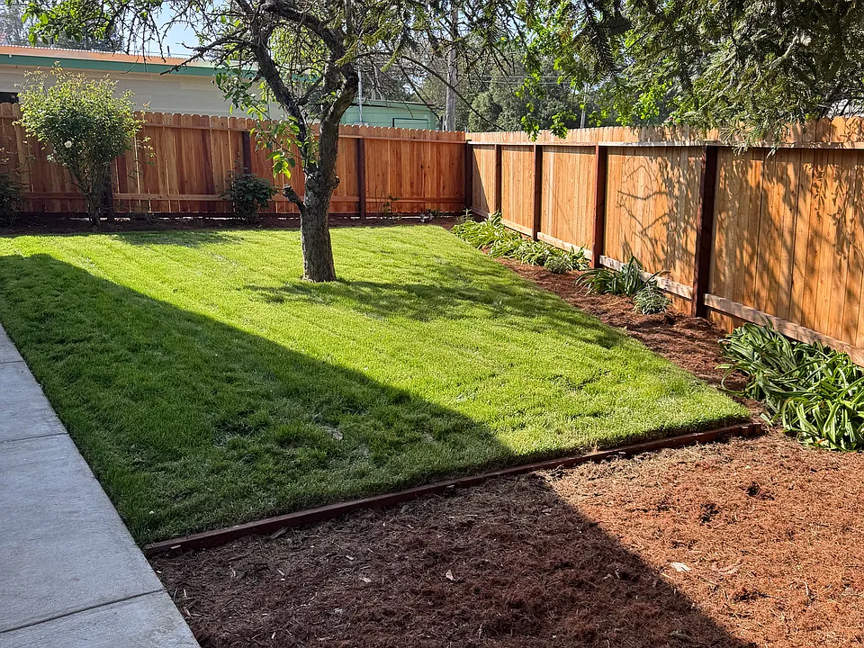 yard from under redwood and roses about to be in bloom