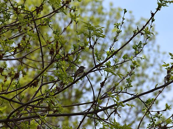 5th image of 1405 Hamel Rd