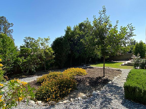 Back Yard 1
