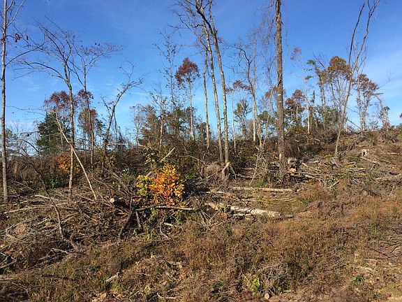 5th image of 12 Acres Tract E Hwy #84
