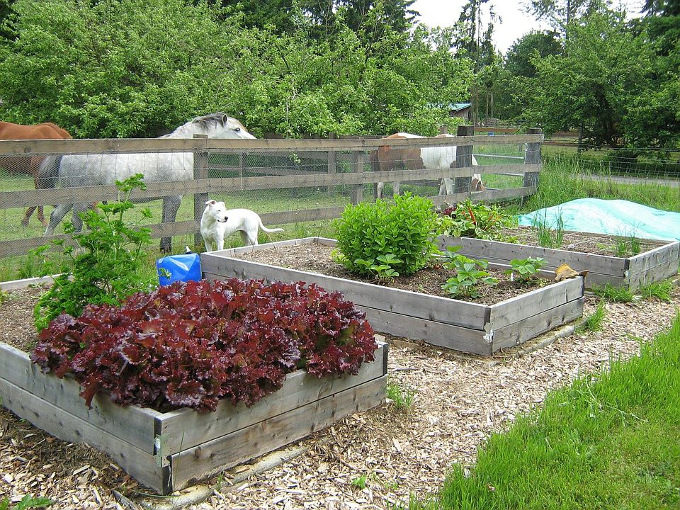 Raised beds, neighbor horses
