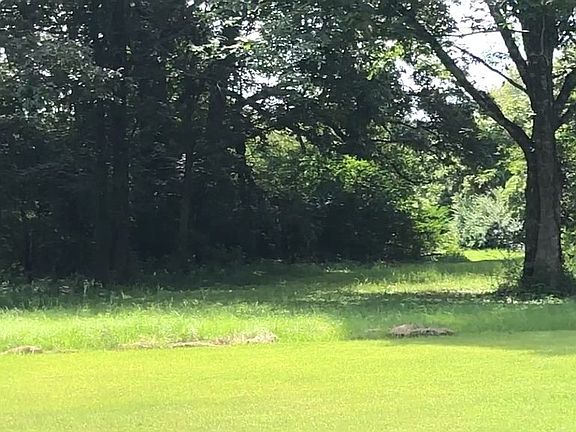 summer view ..plenty of tree