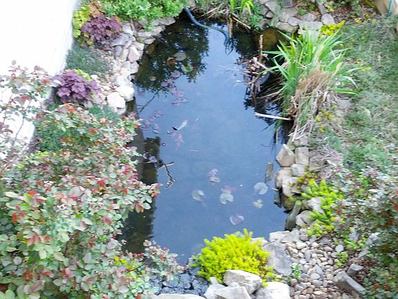 Koi Pond
