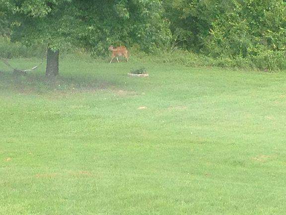 Deer in Side Yard