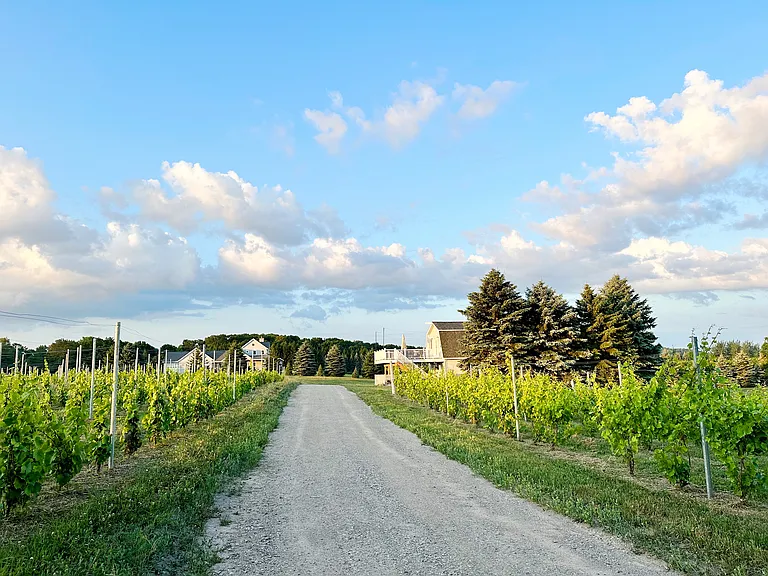 The gravel drive passes through beautiful vineyard blocks