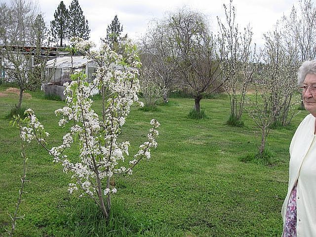 20 fruit trees; 4 nut