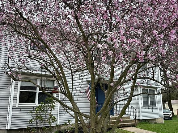 Beautiful blooming magnolia trees every Spring