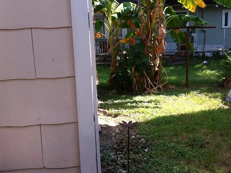 Back yard