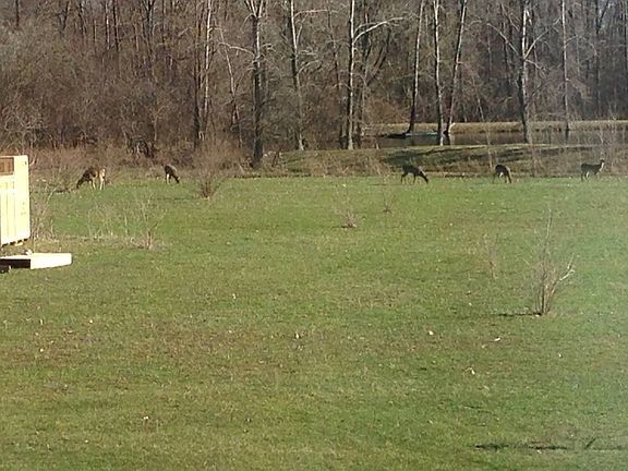 more wildlife