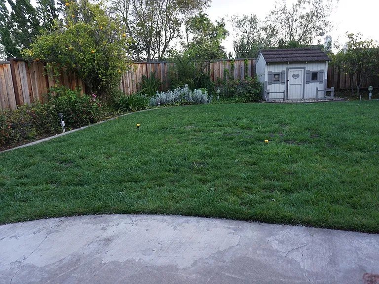 plentiful grass