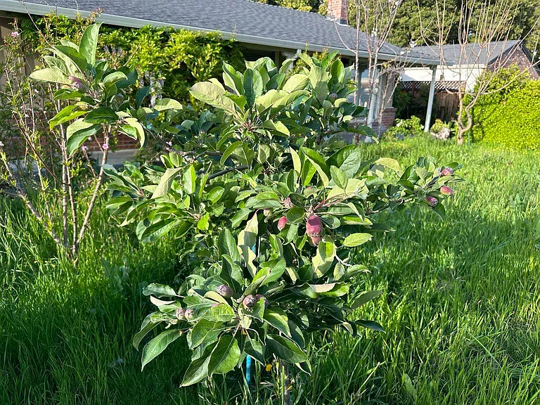 Frontyard