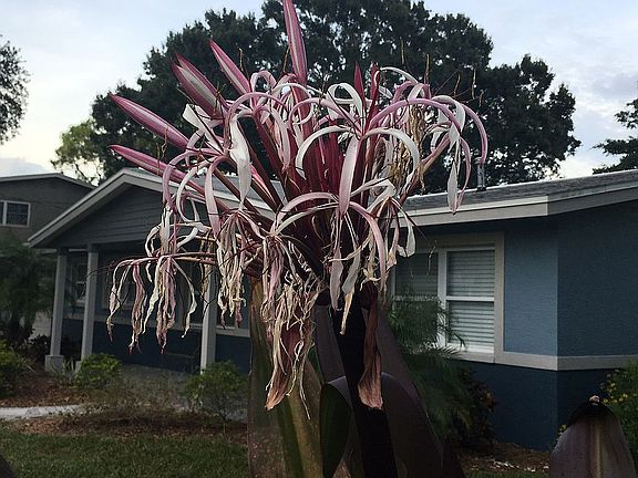 Indigenous plants 